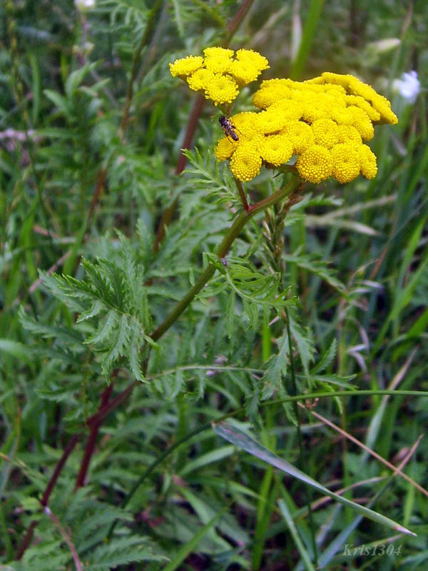 (Tanacetum vulgare)