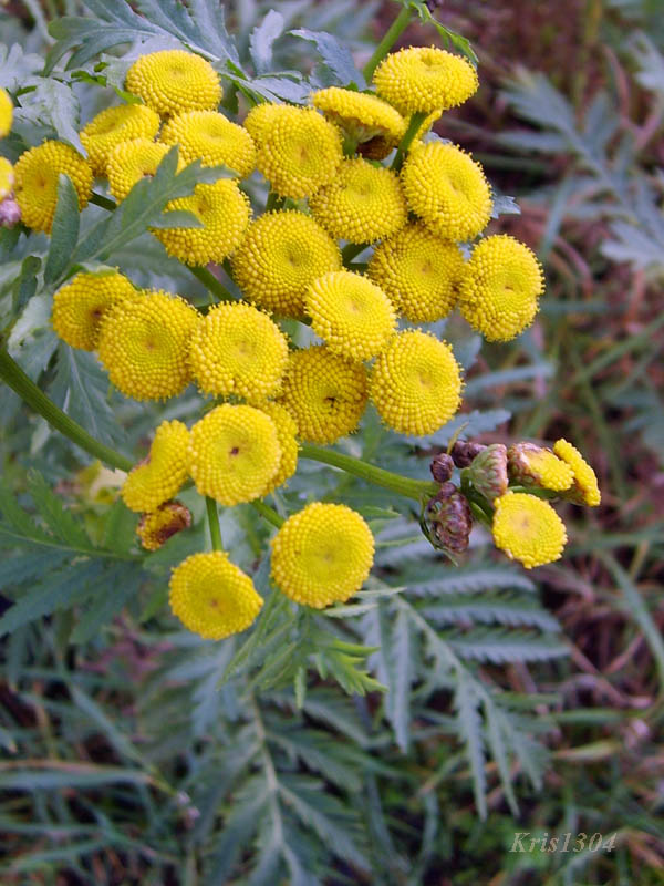(Tanacetum vulgare)