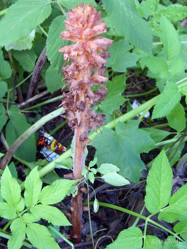 (Orobanche flava)