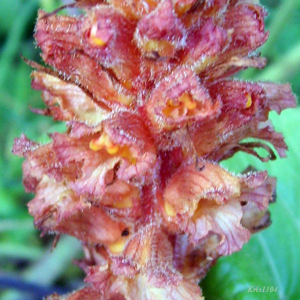 (Orobanche flava)