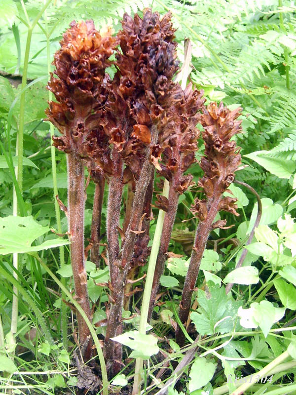 (Orobanche flava)