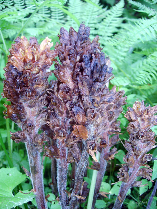 (Orobanche flava)
