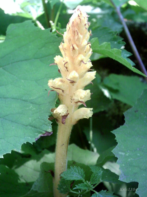 (Orobanche flava)