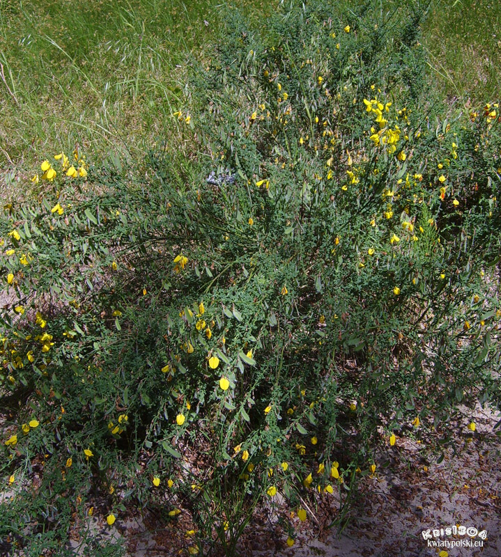 (Cytisus scoparius)