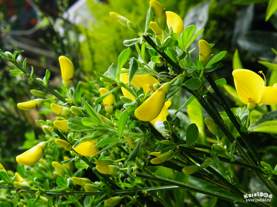 (Cytisus scoparius)