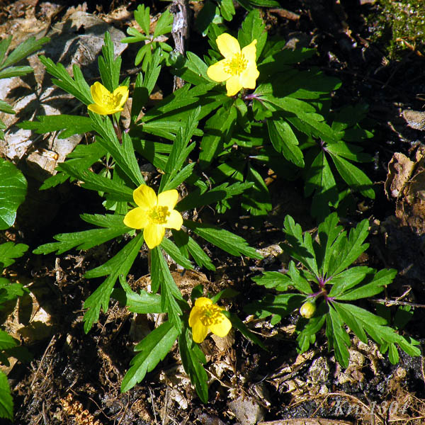 (Anemone ranunculoides)
