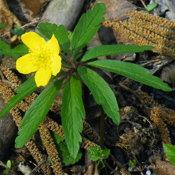 (Anemone ranunculoides)