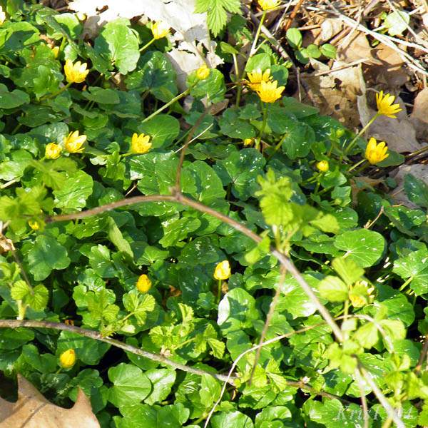 (Ficaria verna)