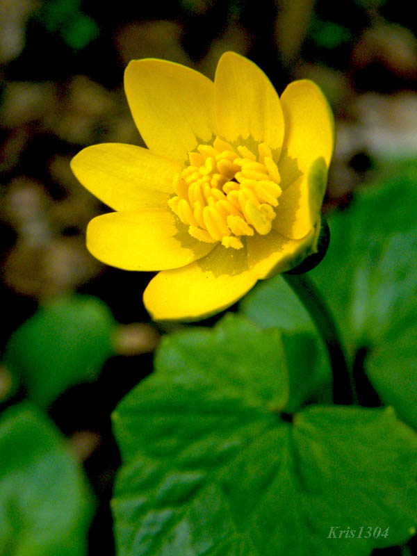(Ficaria verna)