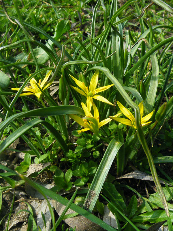 (Gagea lutea)