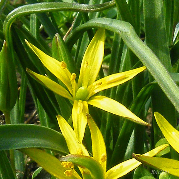 (Gagea lutea)
