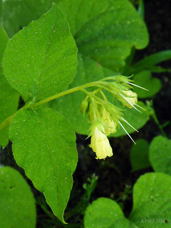 (Symphytum cordatum)