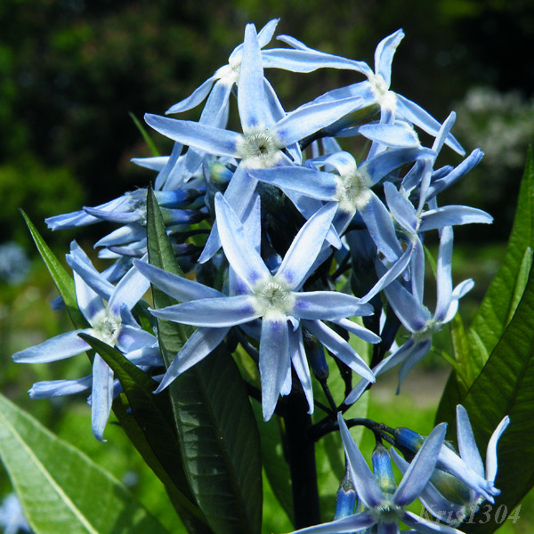 amsonia