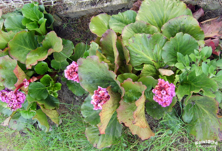 bergenia
