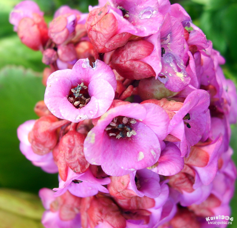 bergenia