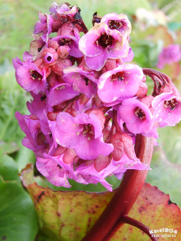 bergenia