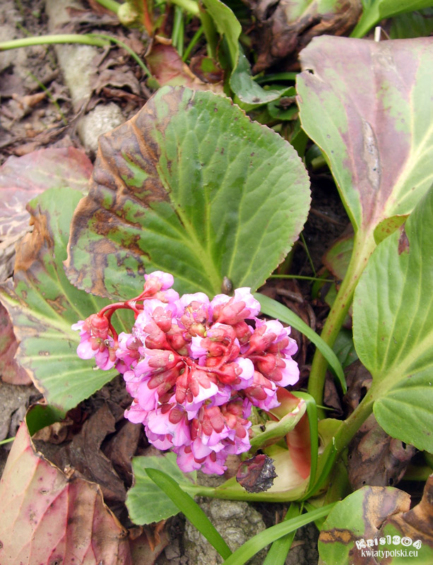 bergenia