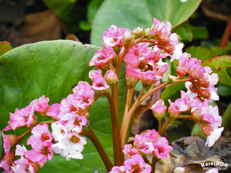 bergenia