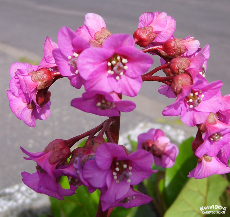 bergenia