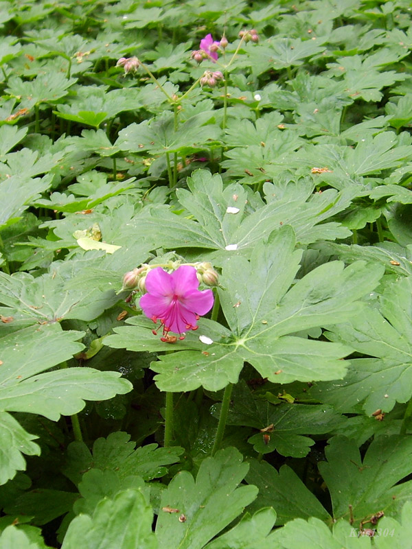 bodziszek korzeniasty