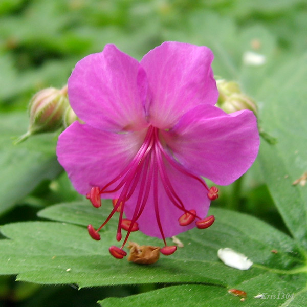 bodziszek korzeniasty