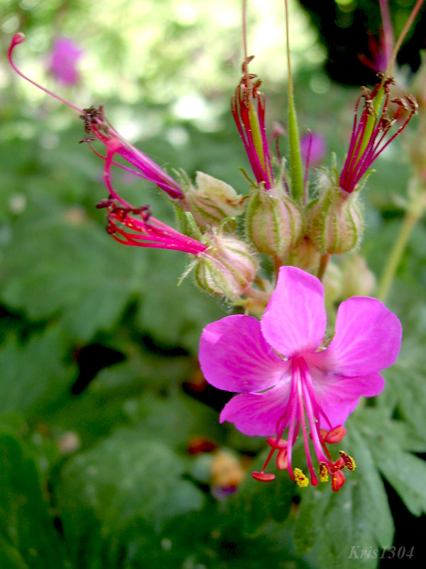 bodziszek korzeniasty