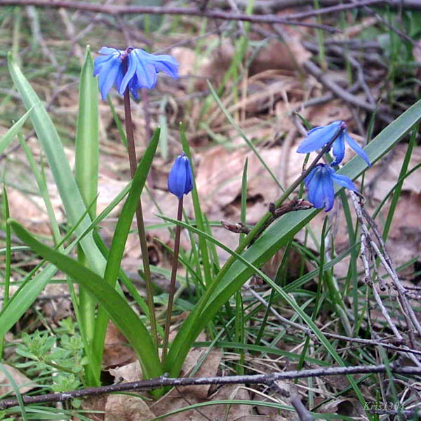 (Scilla sibirica)
