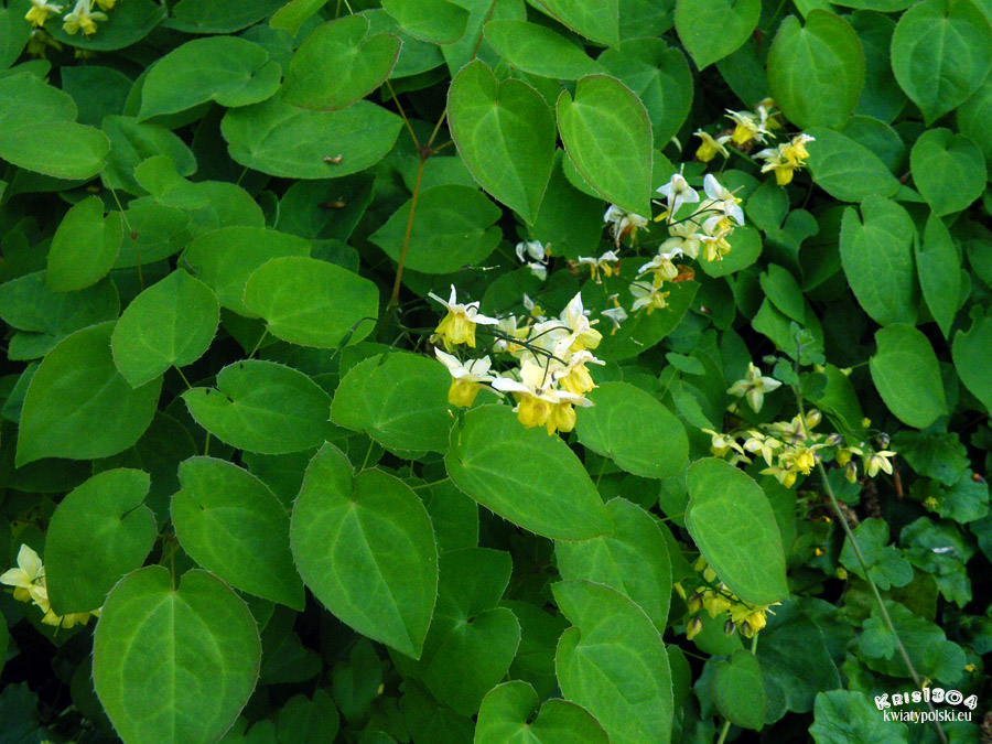 epimedium