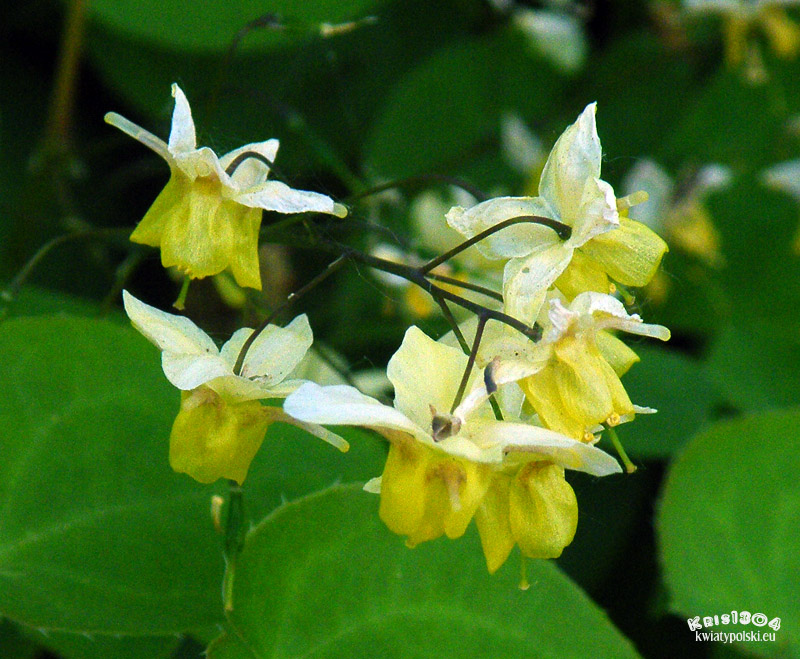 epimedium