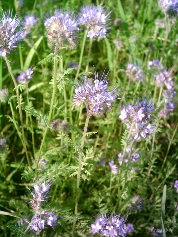 Phacelia tanacetifolia