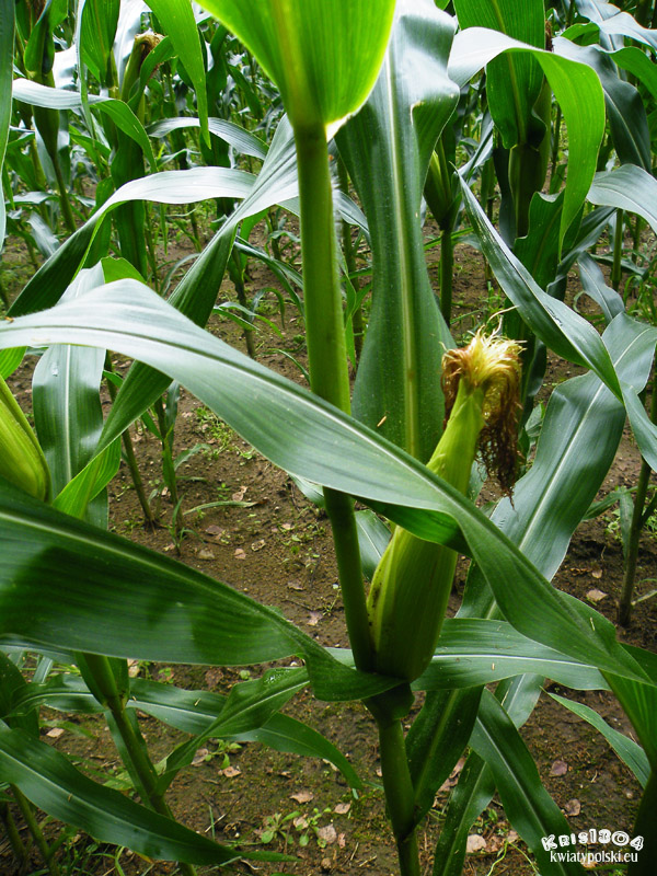 kukurydza