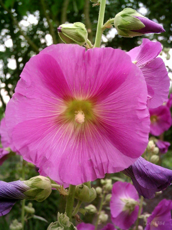 Alcea rosea