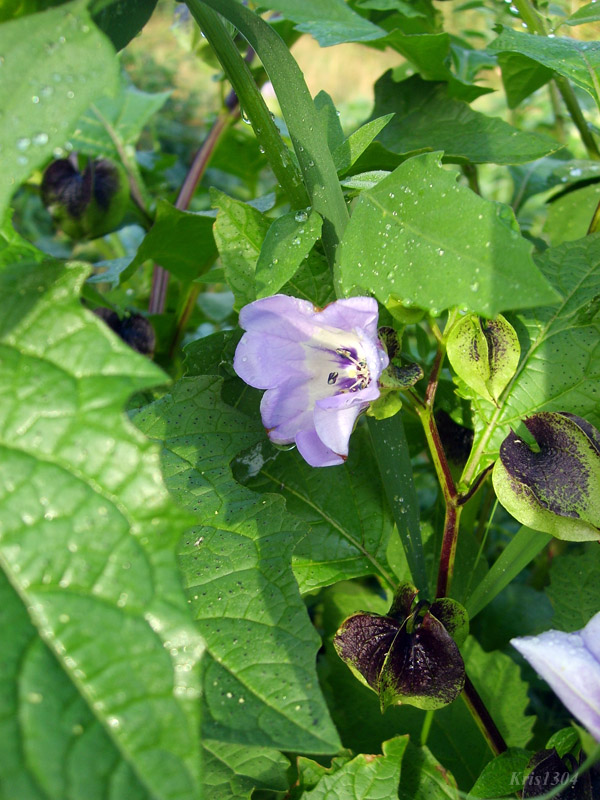 Nicandra physalodes