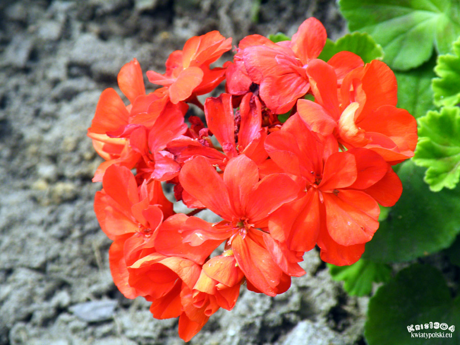 pelargonia