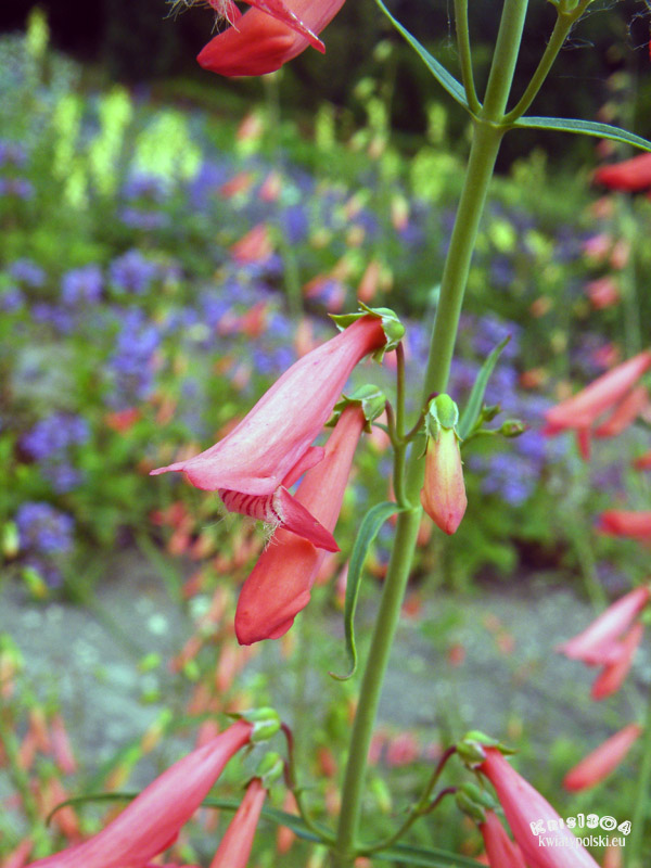 penstemon