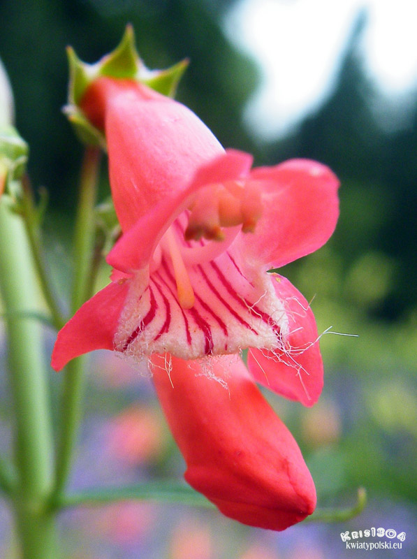 penstemon