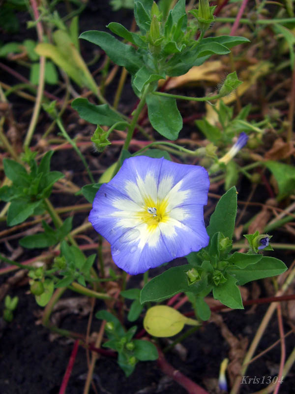 (Convolvulus tricolor)