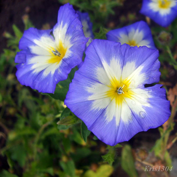 (Convolvulus tricolor)