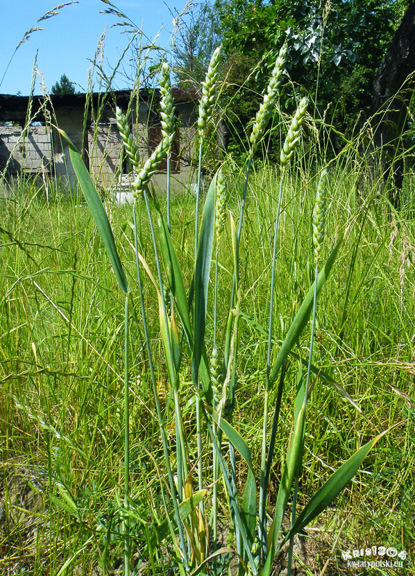 pszenica
