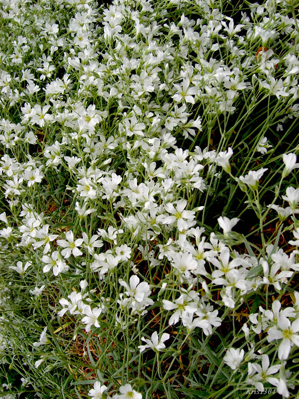 rogownica kutnerowata