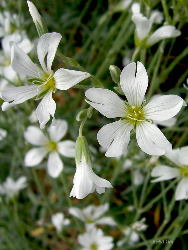 rogownica kutnerowata