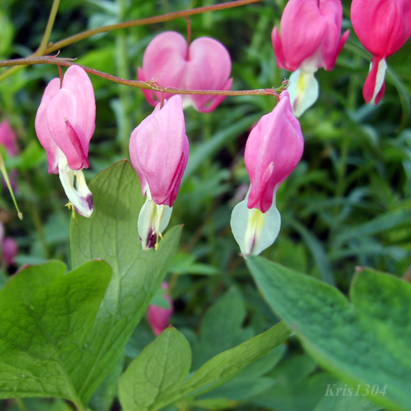 Dicentra spectabilis