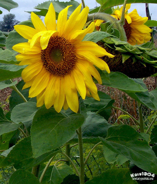 słonecznik