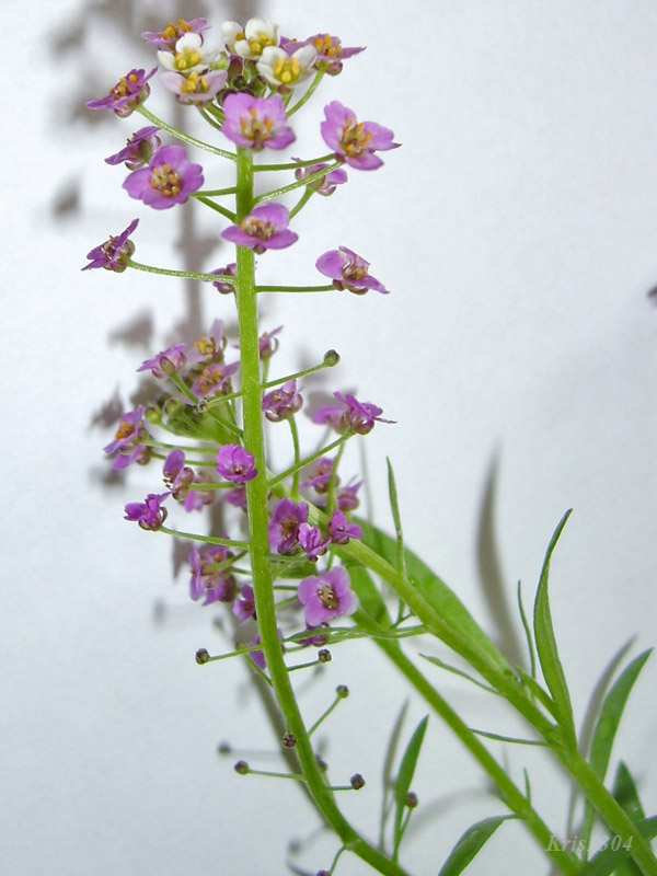 smagliczka nadmorska