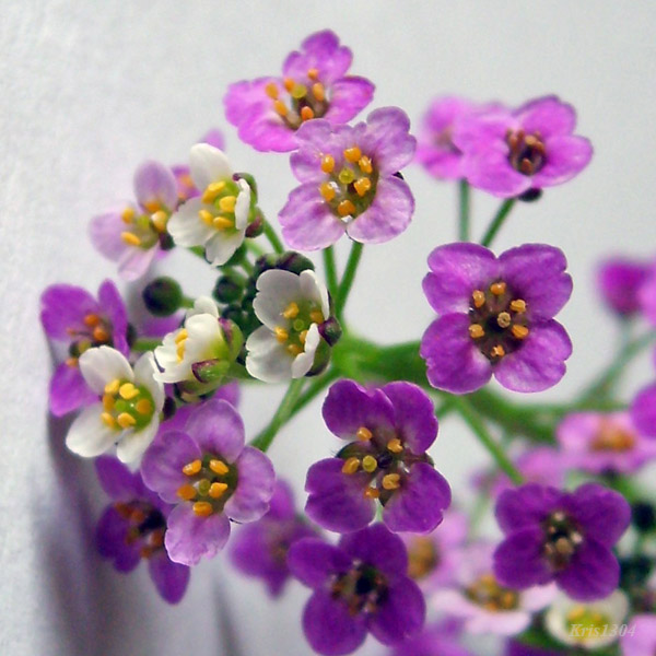 smagliczka nadmorska