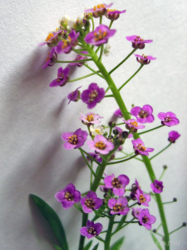 smagliczka nadmorska