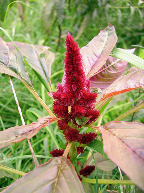 Amaranthus cruentus