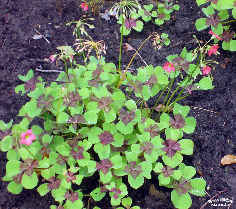 Oxalis deppei
