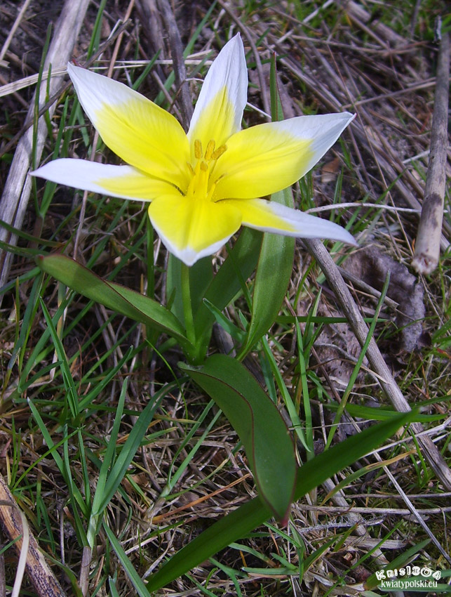 tulipan