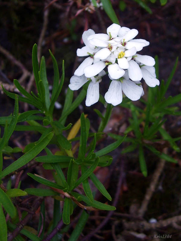 ubiorek wieczniezielony